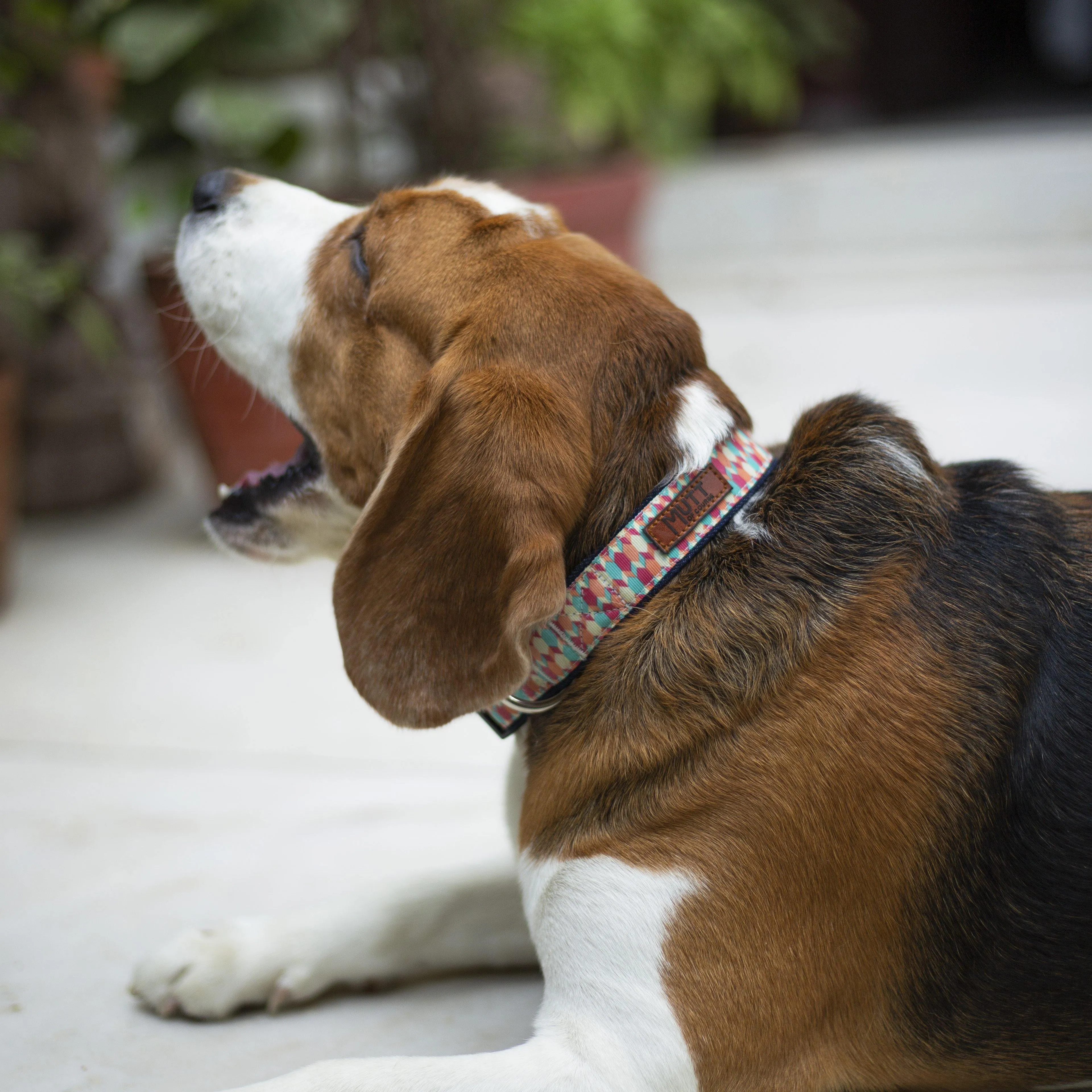 Candy Barr Denim Collar   Leash Set