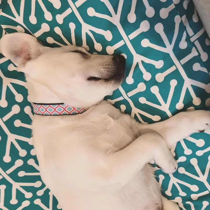 Collar | Blue Kismet