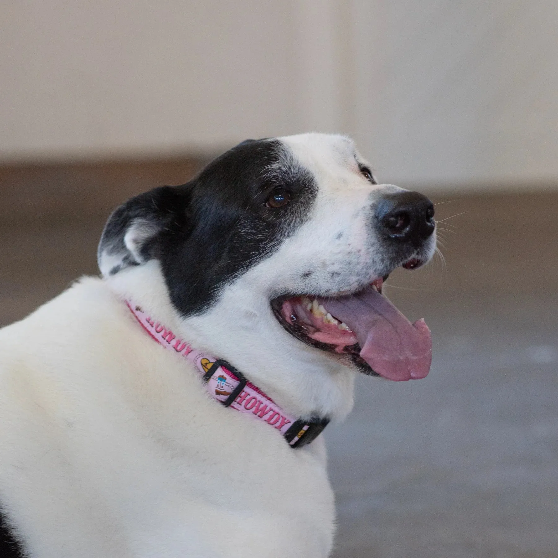 Collar | Howdy Pink