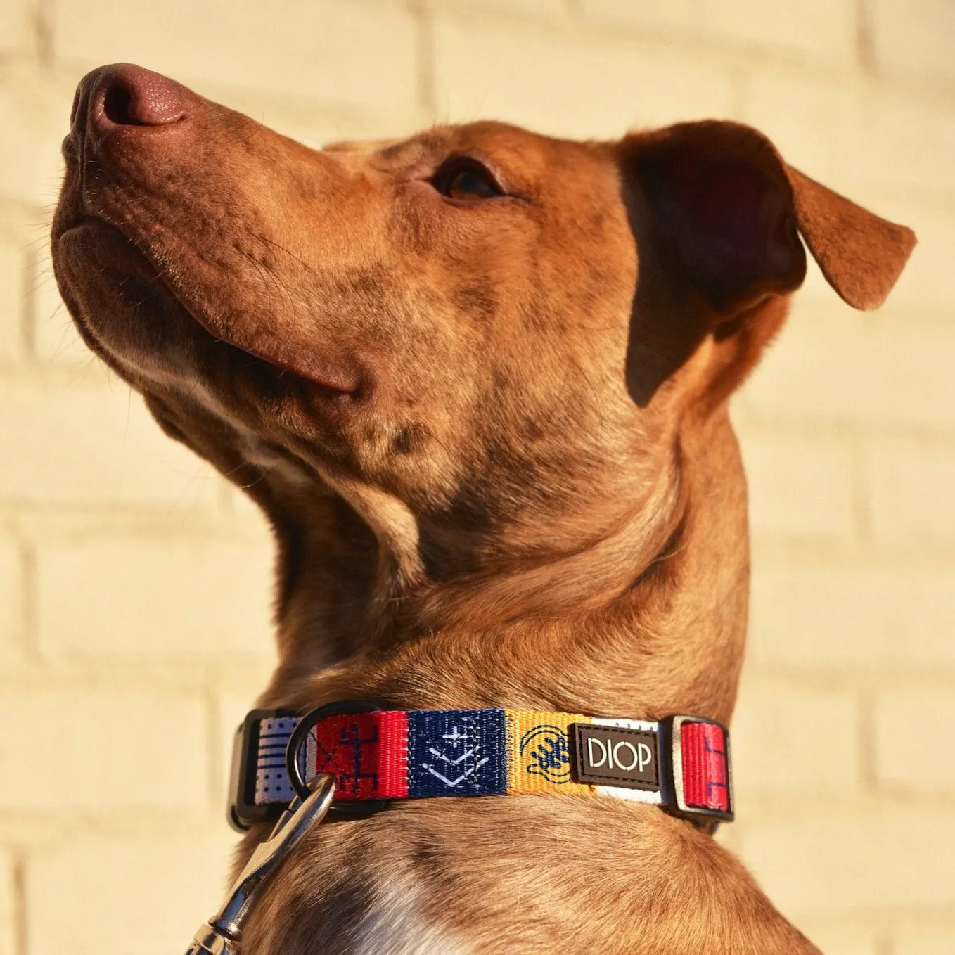The Harmata Dog Collar
