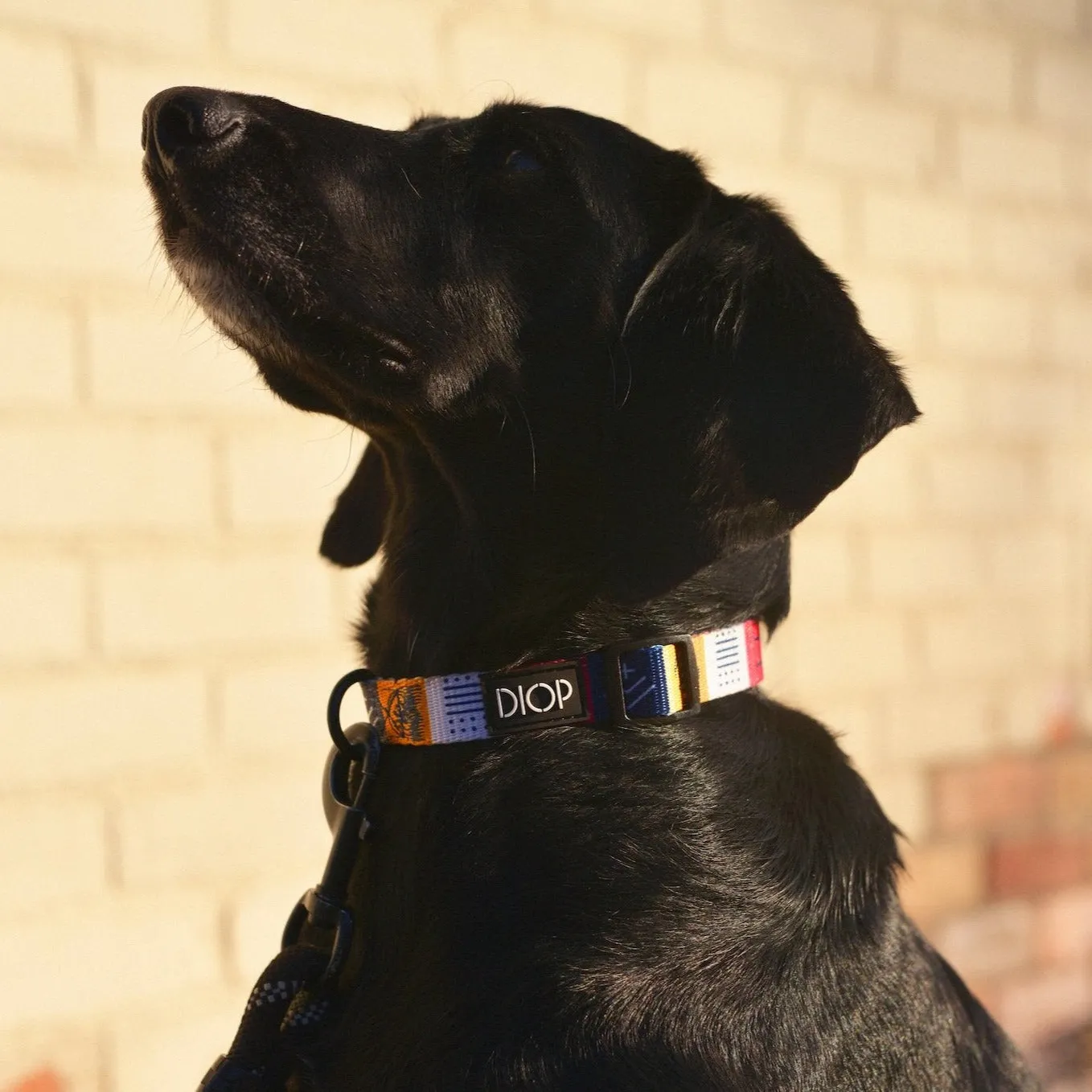 The Harmata Dog Collar